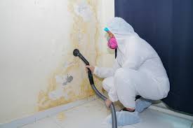 Trusted Silver Creek, NY Mold Remediation Experts